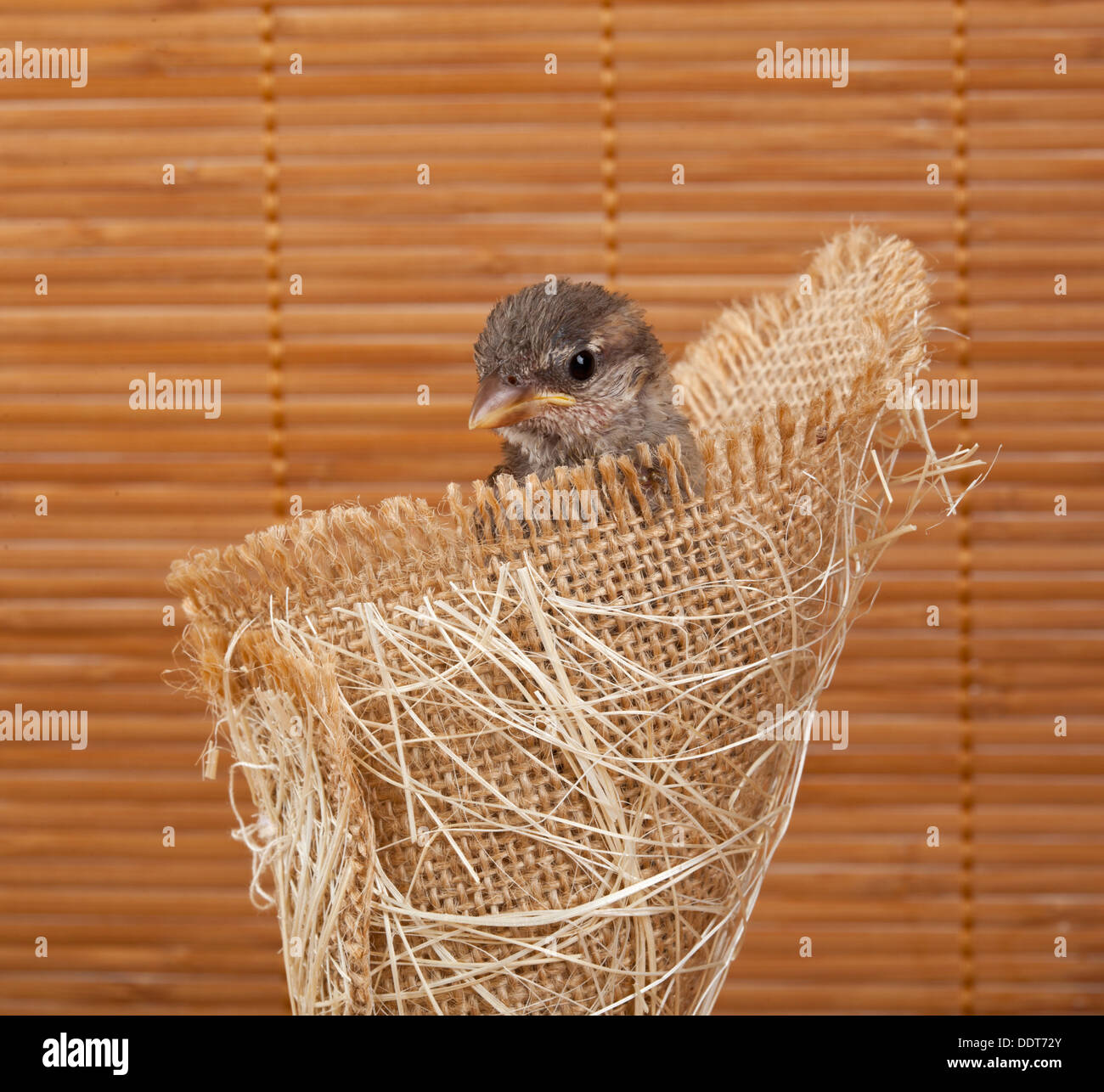 Nahaufnahme eines schönen kleinen Vogel in einem Nest aus Jute auf weißem Hintergrund Stockfoto