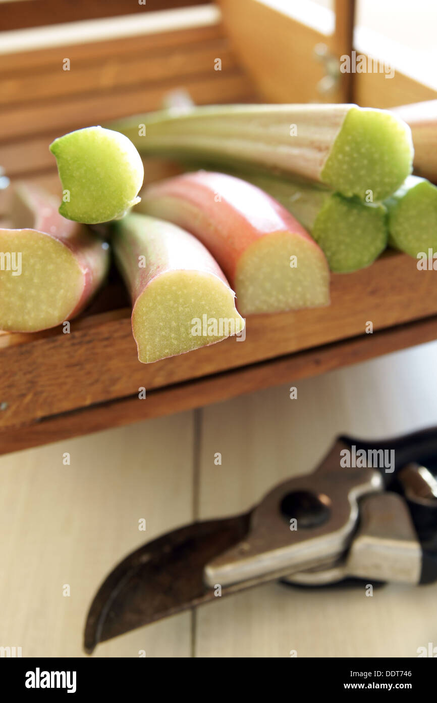 Frisch geschnittenen Sie Rhabarber aus dem Garten in einem hölzernen Korb Stockfoto