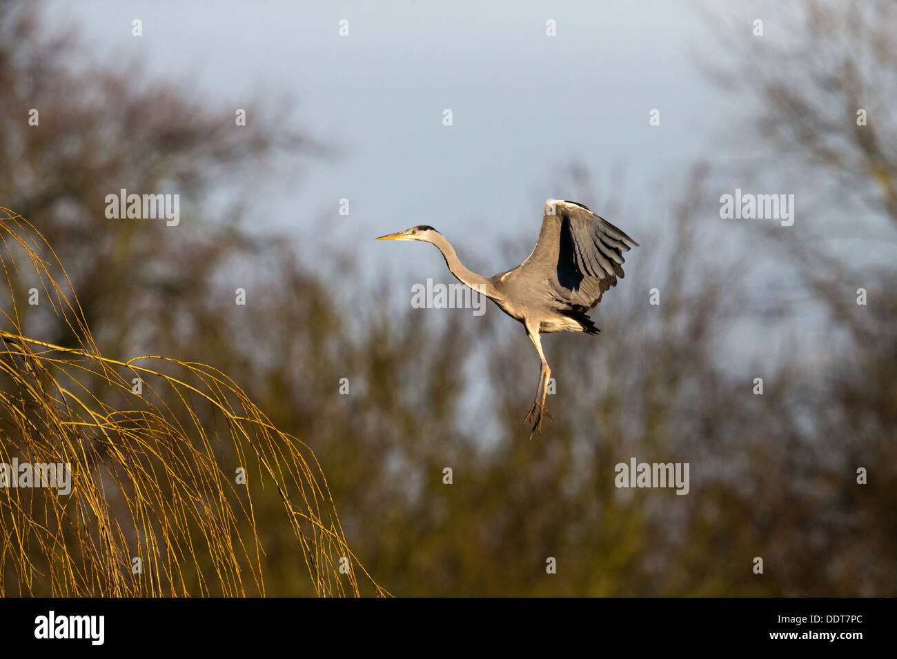 Graureiher im Flug gegen einen blauen Himmel und einem bewaldeten Hintergrund Stockfoto