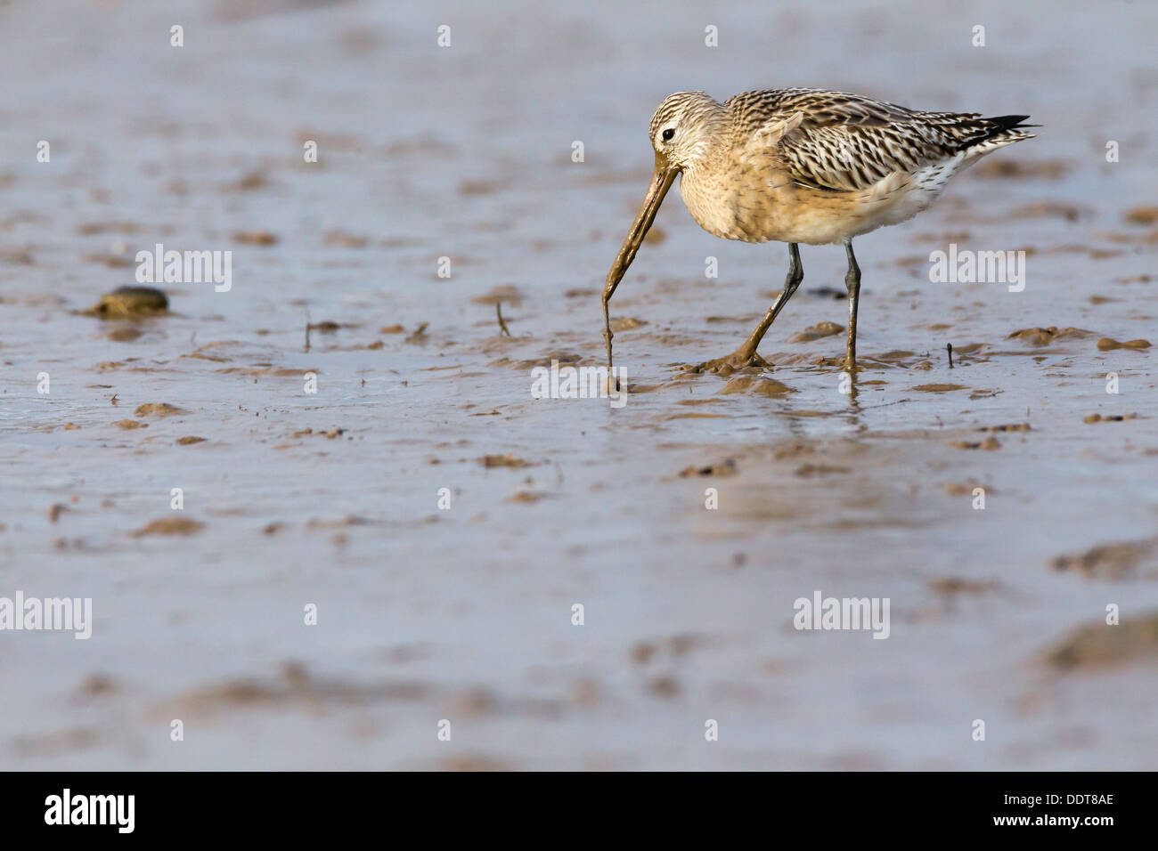 Bar-tailed Godwits Fütterung in einem schlammigen Umfeld Stockfoto