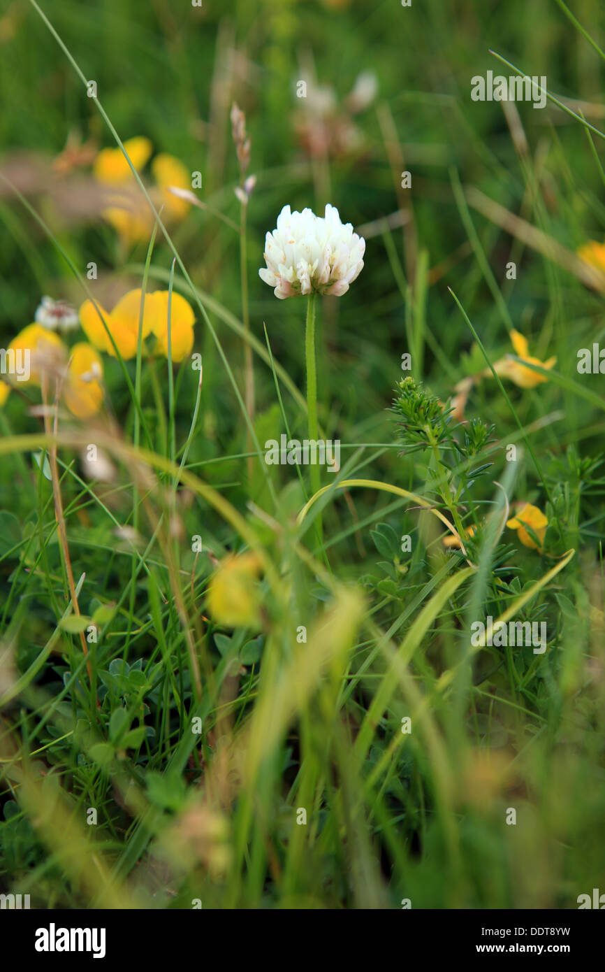 Wildblumen auf der Isle of Iona in den Inneren Hebriden von Schottland Stockfoto