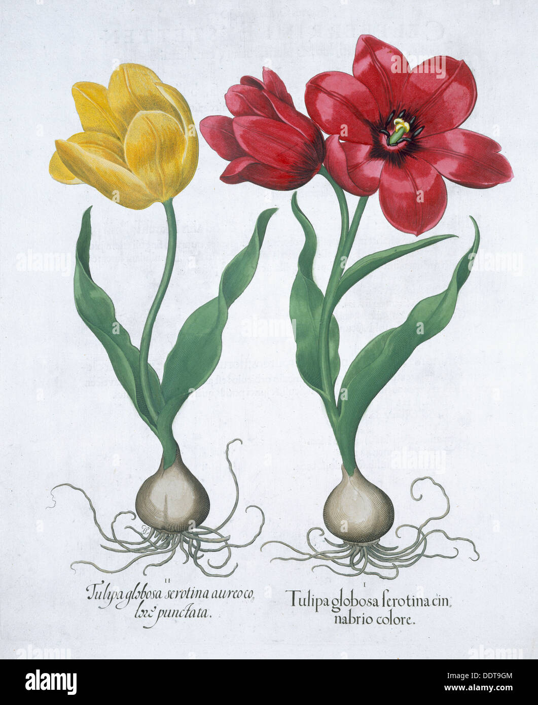 Rote und gelbe Tulpen, 1613. Künstler: unbekannt Stockfoto