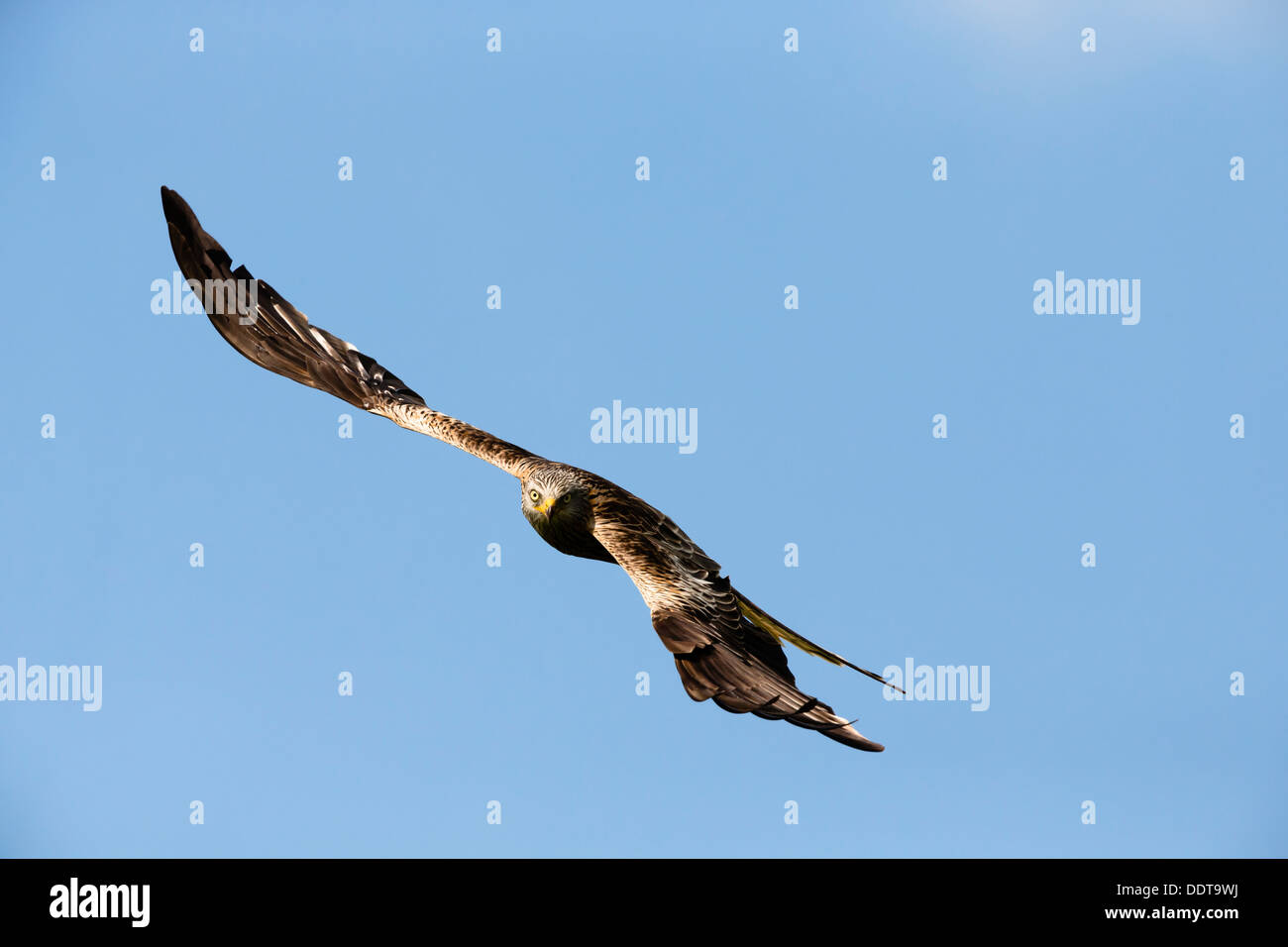 Rotmilan auf der Flucht vor einem strahlend blauen Himmel Stockfoto