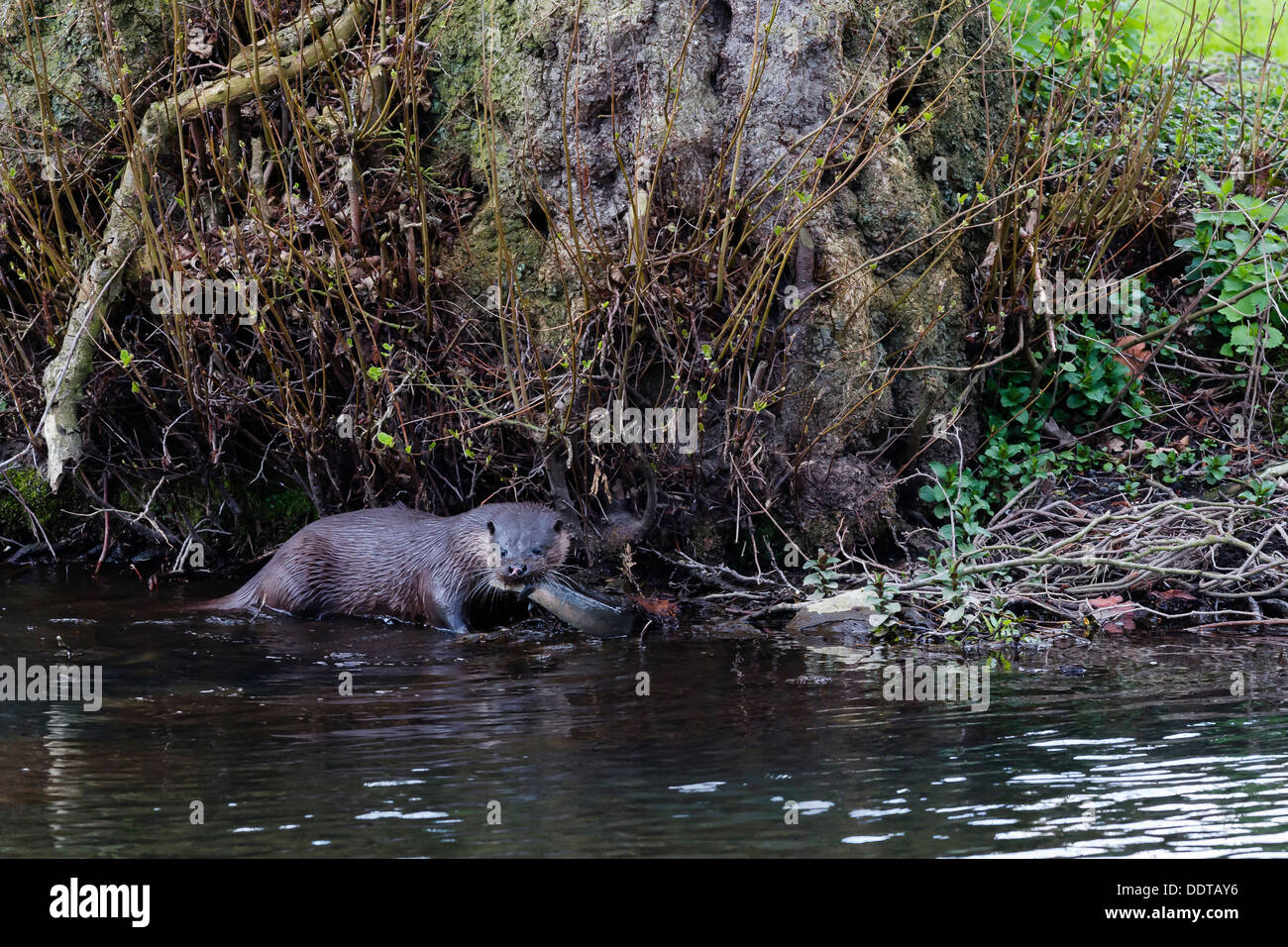 Otter ein Fisch unter einem Baum am Ufer Flusses zu essen Stockfoto
