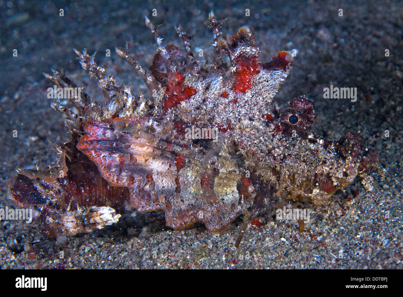 Teufel Drachenköpfe, Inimicus Didactylus, am Meeresgrund von Puerto Galera, Philippinen. Stockfoto