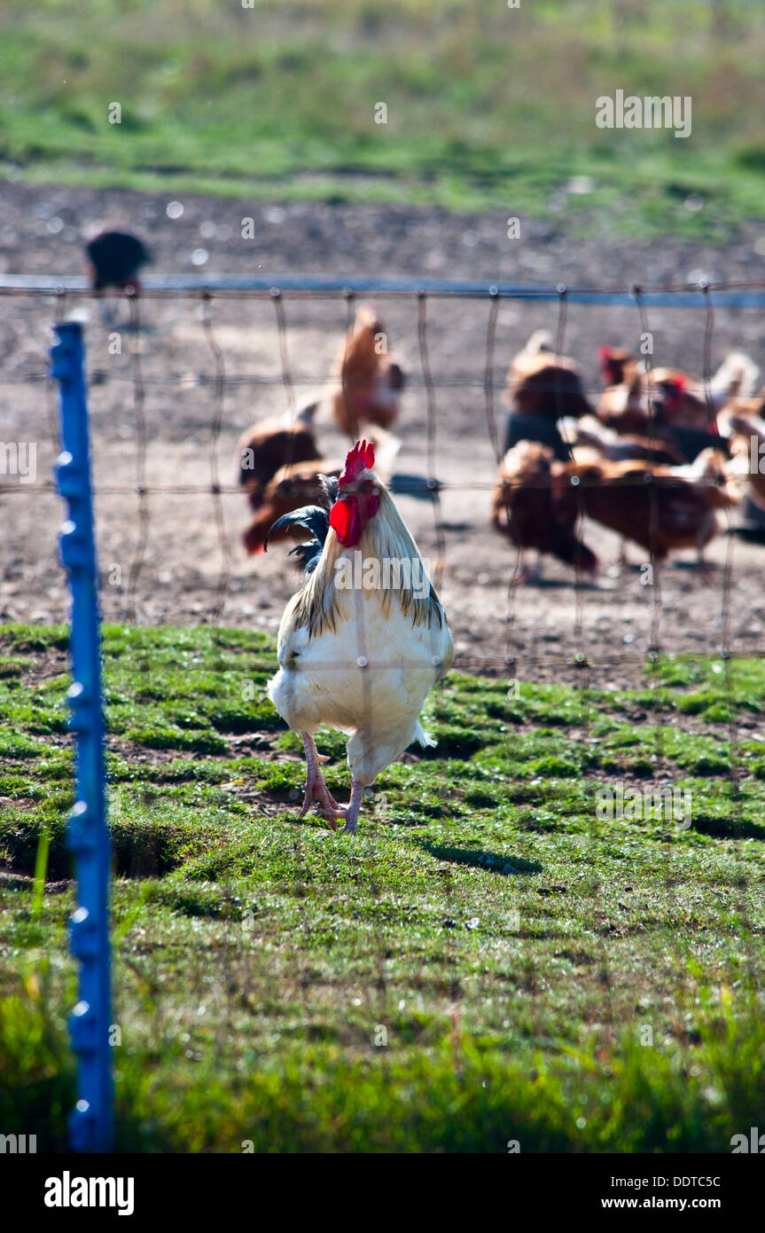Hahn und freilaufenden Hühnern Stockfoto