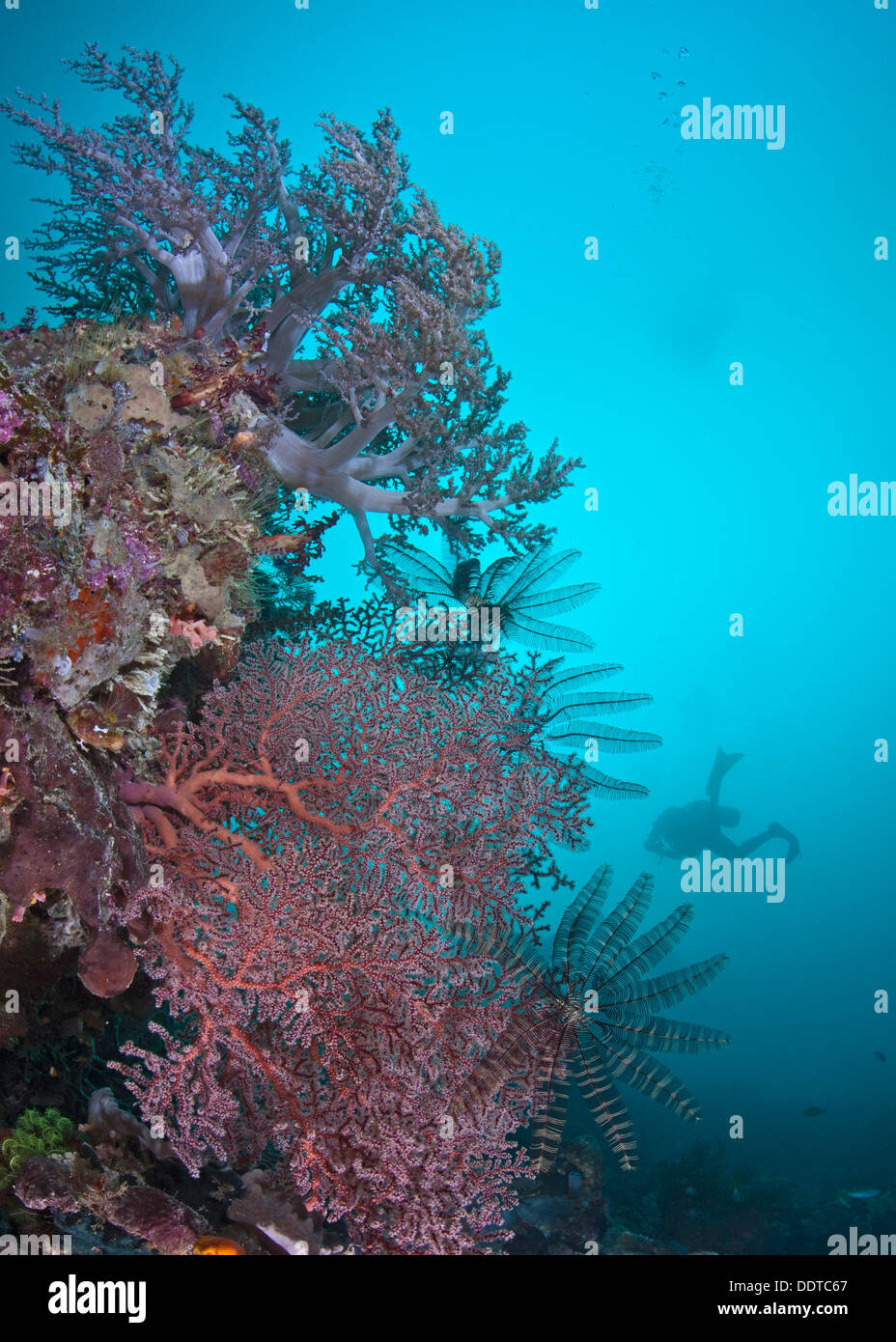 Close-Fokus Weitwinkel von roten Gorgonien und lila weichen Korallenbaum Gegenlicht durch Aqua blau Wasser Taucher Silhouette. Raja Ampat, Indonesien Stockfoto