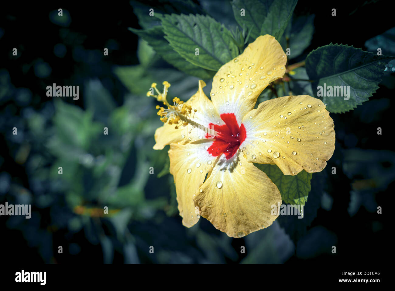 Polynesische gelbe Hibiskus Blume in voller Blüte mit roten Zentrum & Regentropfen auf Blütenblätter - Cook-Inseln, Aitutaki Insel, Pazifik Stockfoto