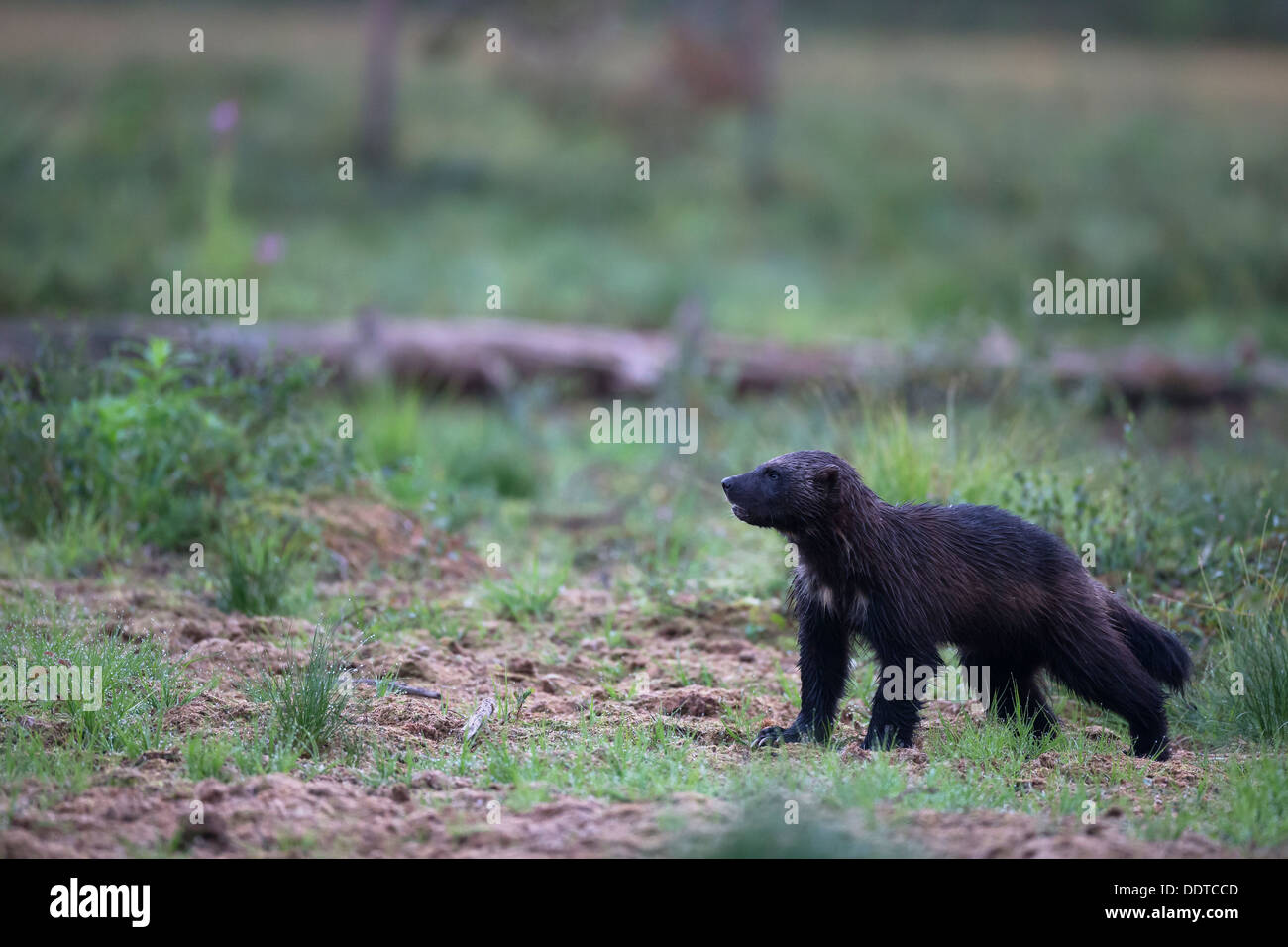 Wolverine im borealen Wald Stockfoto