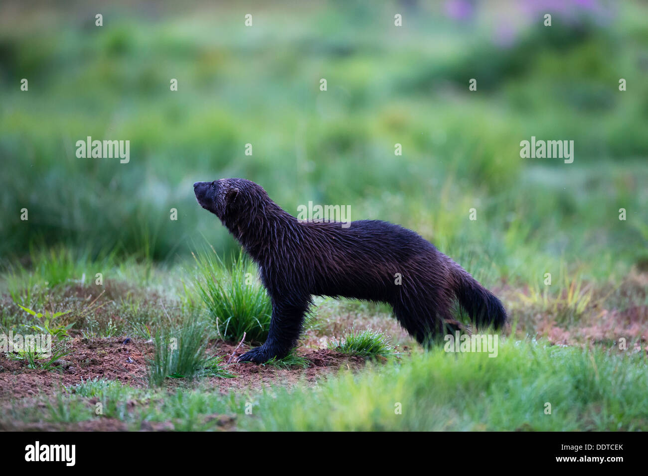 Wolverine im borealen Wald Stockfoto