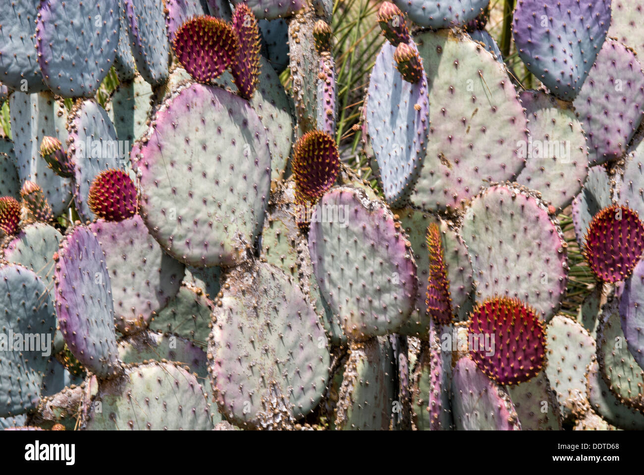 Kaktus, Opuntia Gosseliniana v. Santa Rita, violett Prickly Pear Cactus,  Huntington Bibliothek Grten, San Marino, Kalifornien, USA Stockfotografie  - Alamy