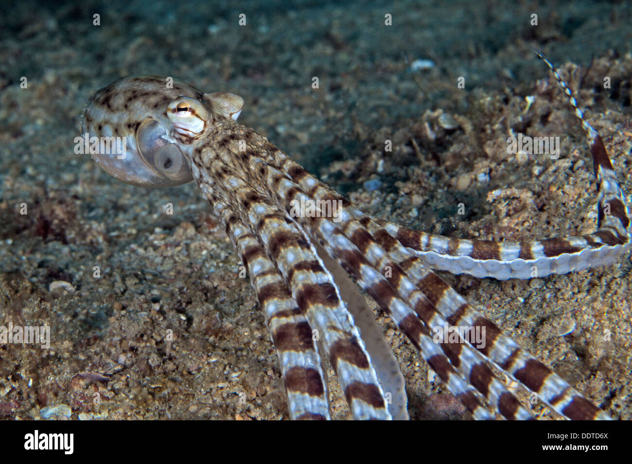 Mimik Oktopus entkommt Thaumoctopu Mimicus mit Düsenantrieb. Puerto Galera, Philippinen. Stockfoto