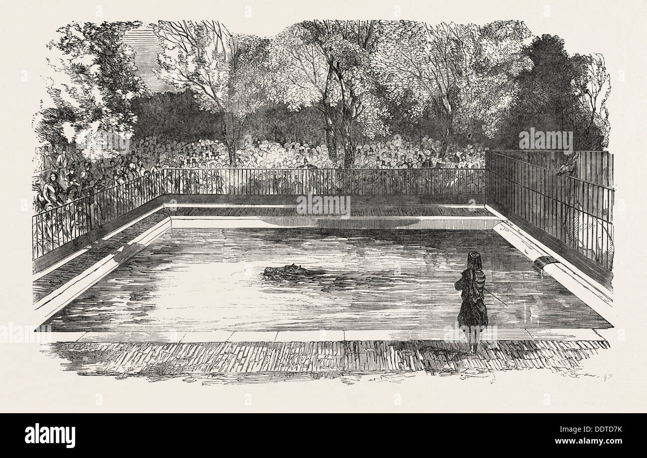Das Nilpferd IN seine neue Bad IN THE ZOOLOGICAL SOCIETY Gärten, REGENT'S PARK, LONDON, UK, 1851 Gravur Stockfoto