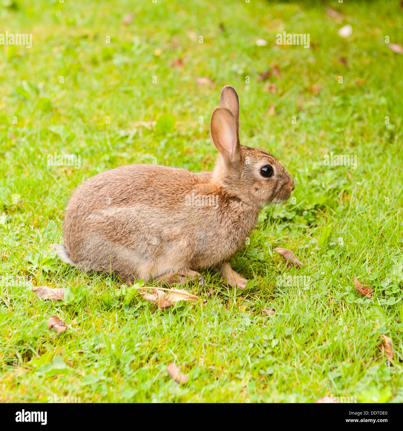 Ein wilden Kaninchen im Vereinigten Königreich Stockfoto