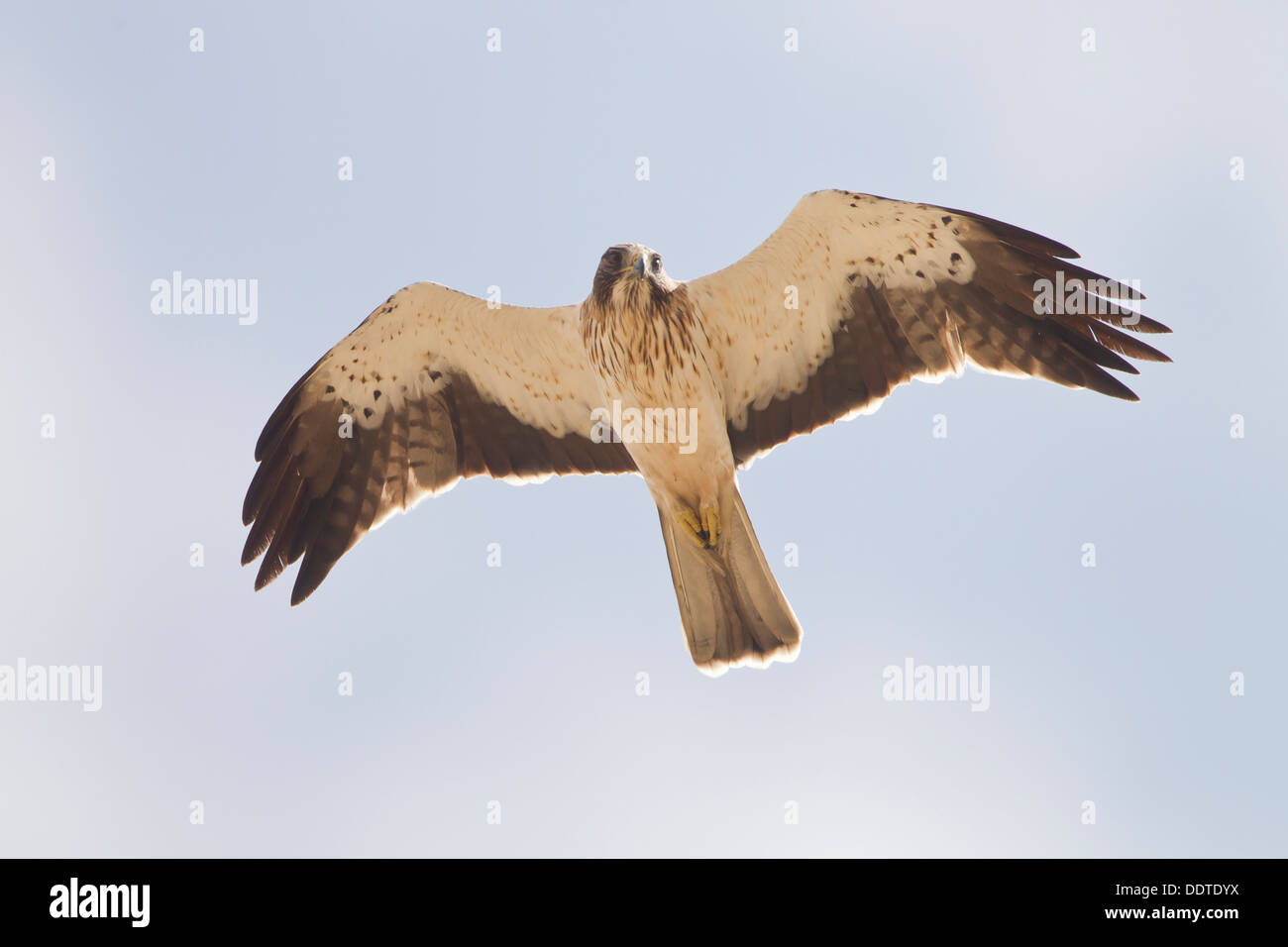 Adler Hieraaelus Penaten auf Herbstzug über Tarifa nach Afrika gestartet Stockfoto