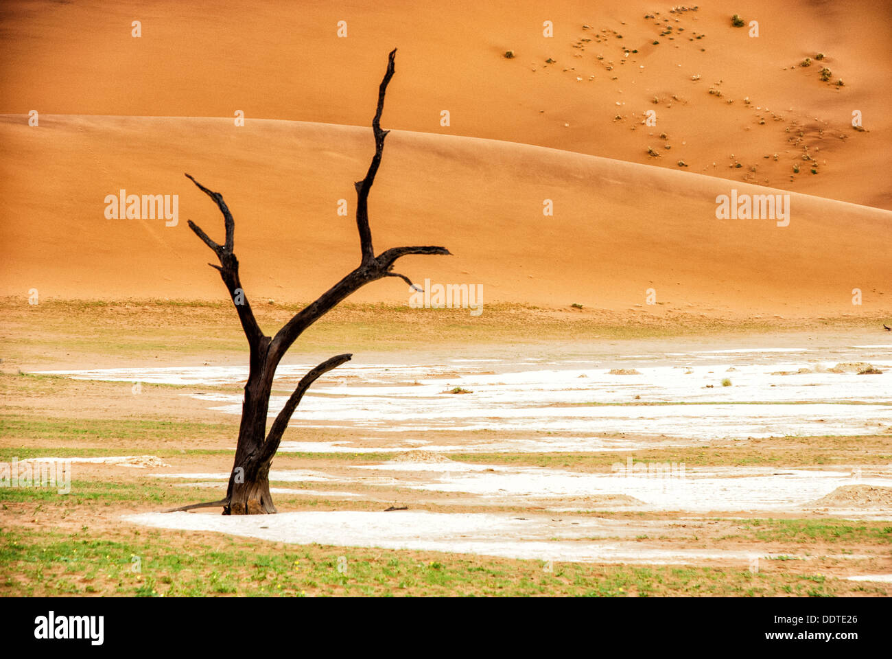 Toter Camelthorn Baum, Acacia Erioloba in die Salzpfanne von Dead Vlei, Namib-Naukluft-Nationalpark, Sossusvlei, Namibia, Afrika Stockfoto