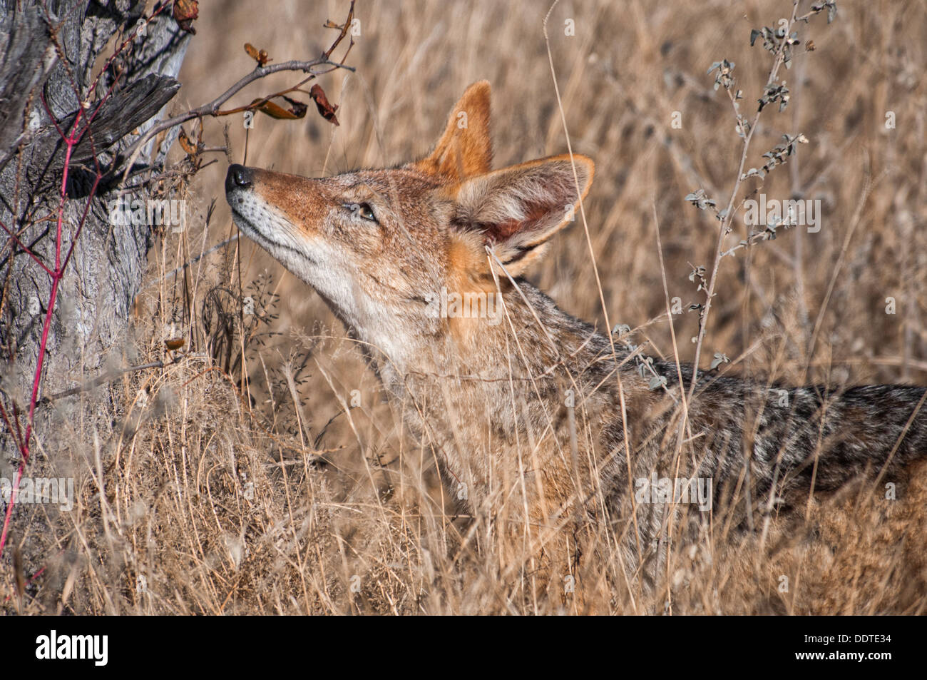 Profil von Black-backed Schakal, Canis Mesomelas, schnüffeln eine Duftmarke an einem Baum markieren Hoheitsgebiet in Etosha, Namibia, Afrika Stockfoto