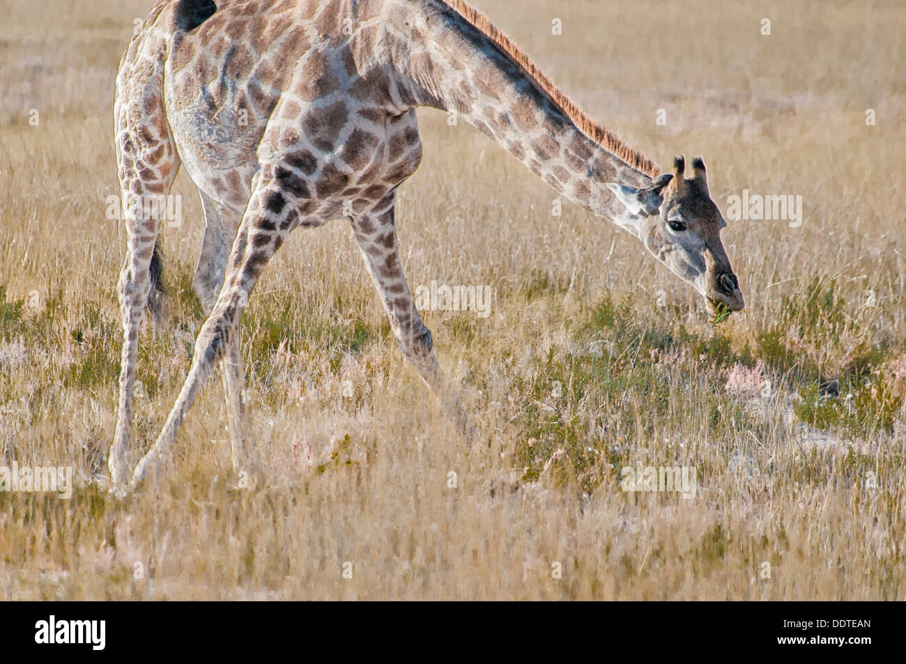 Schwanger Giraffe, Giraffe Giraffa, lehnt sich nach unten zum Essen in Etosha Nationalpark, Namibia, Afrika Stockfoto