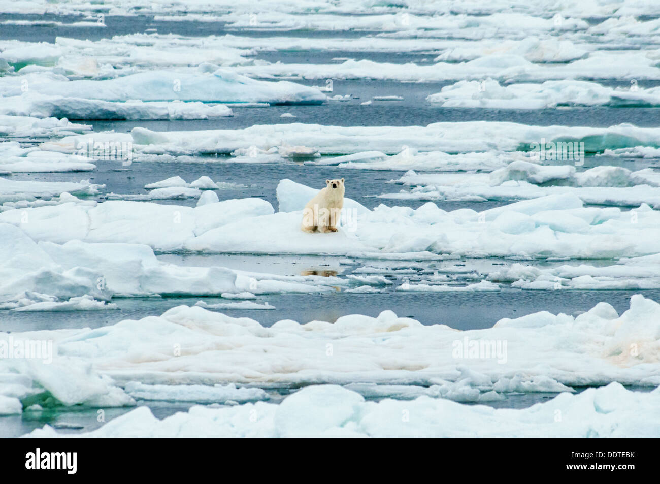 Einsame Eisbär Ursus Maritimus, sitzen auf schmelzendem Eis, Olgastretet Packeis, Spitzbergen, Norwegen Stockfoto