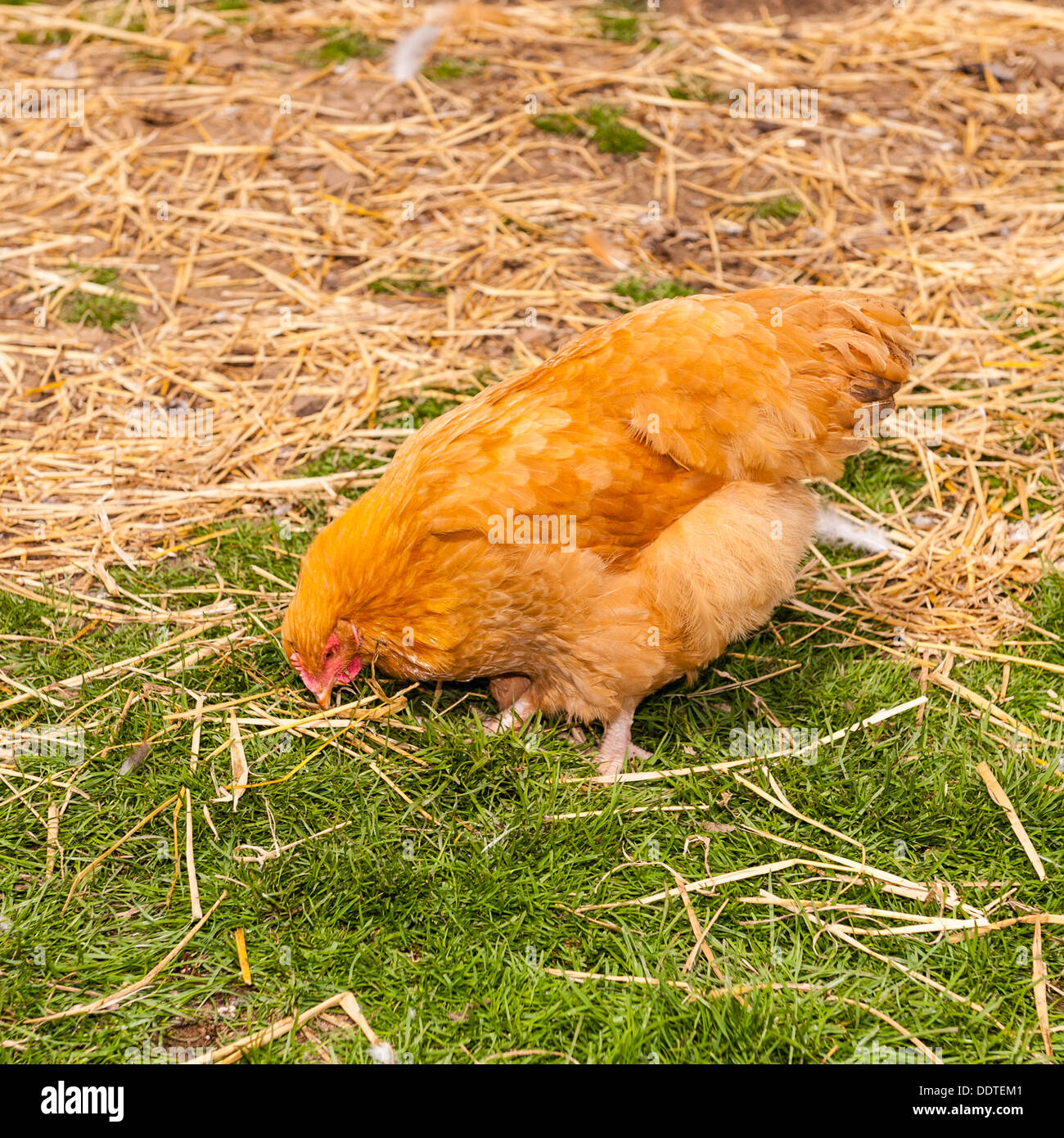 Eine rote Henne Huhn auf Hazel Braue Bauernhof in der Ortschaft Low Zeile im Swaledale, North Yorkshire, England, Großbritannien, Uk Stockfoto