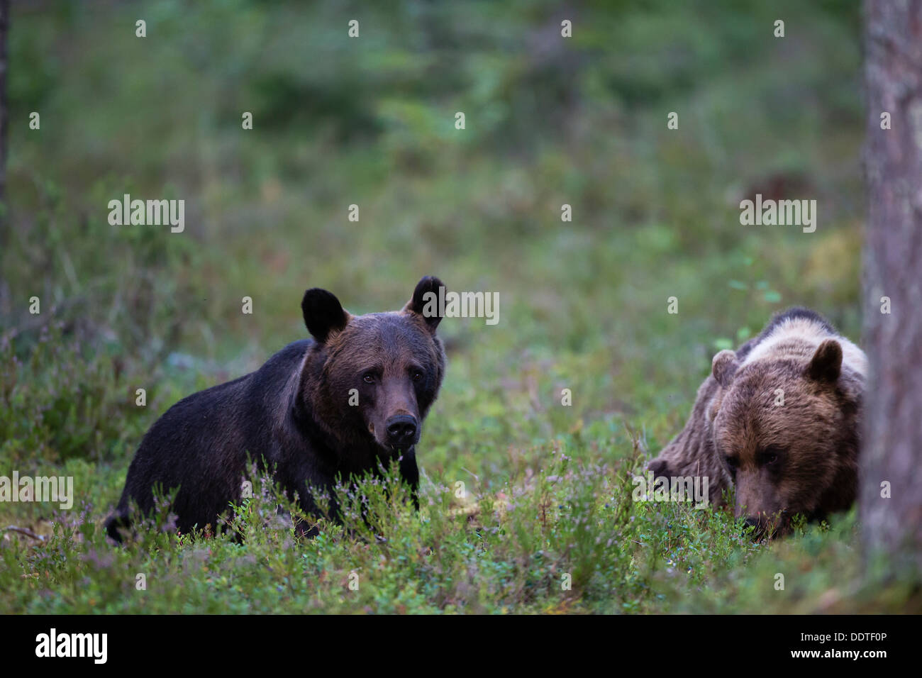 Foto von zwei Braunbären im borealen Wald hautnah Stockfoto