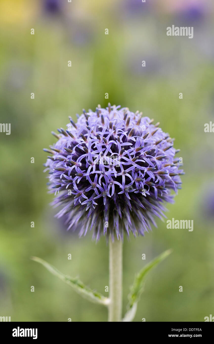 Echinops Bannaticus 'Taplow Blue'. Globe Distel Blume. Stockfoto