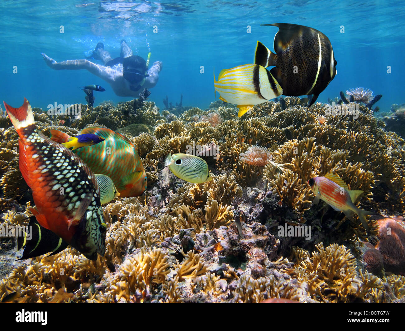 Schnorcheln im Korallengarten mit bunten tropischen Fischen, Karibik Stockfoto