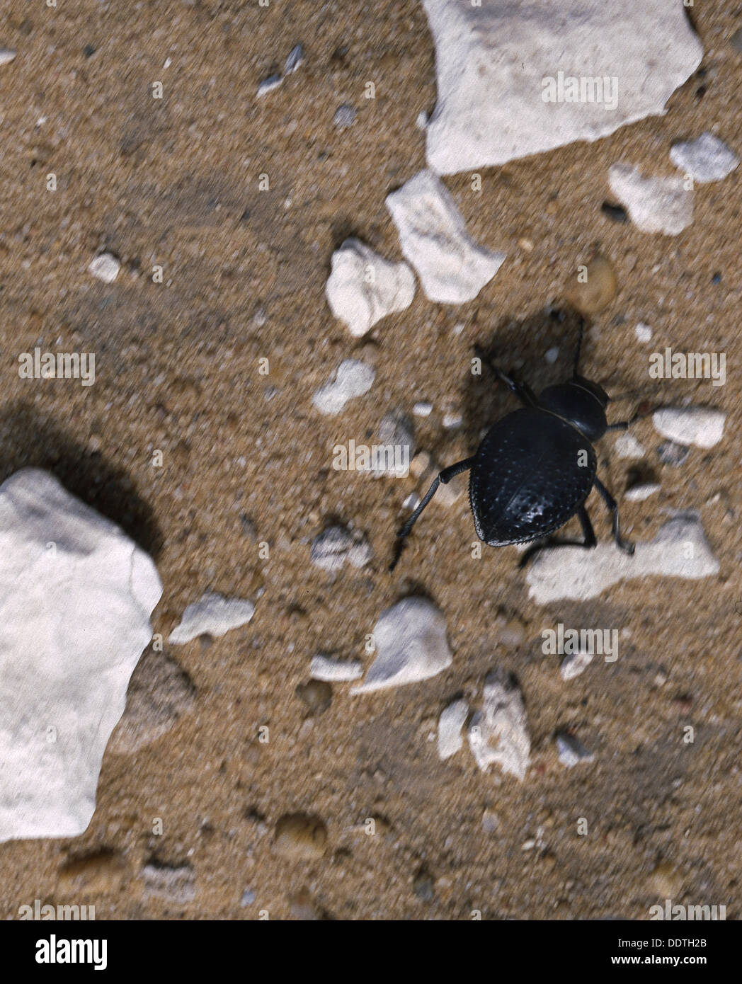 Egyptian scarab beetle Fotos und Bildmaterial in hoher Auflösung Seite 2 Alamy