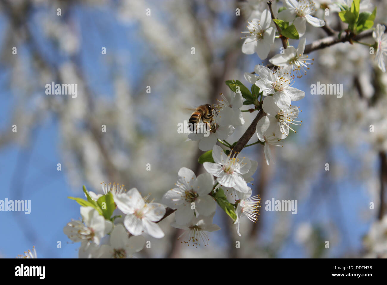 Bienen fliegen über die Blume der Kirschbaum Stockfoto