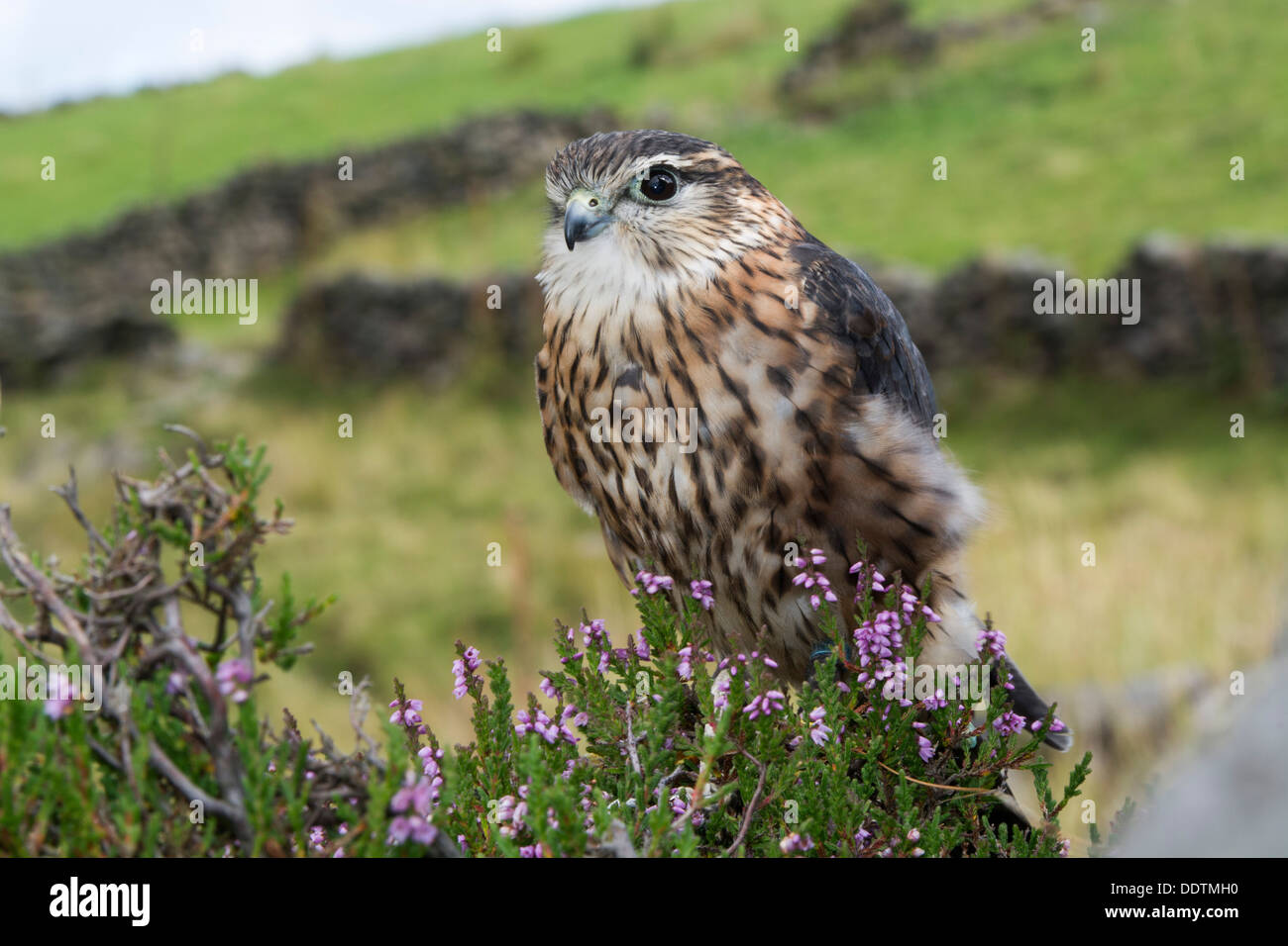 Männliche Merlin, Falco Columbarius auf Heidekraut Moorland, Yorkshire, Großbritannien. Gefangener Vogel. Stockfoto