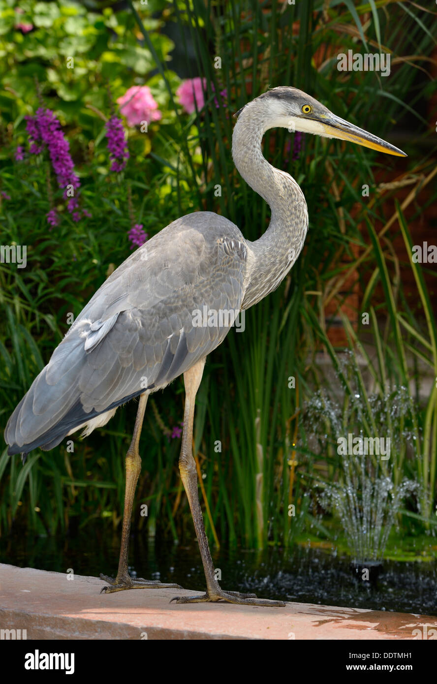 Nach wie vor Great Blue Heron am Rand Jagd Teichfische unter Pflanzen an der Vorderseite eines Hauses in Toronto Kanada Stockfoto