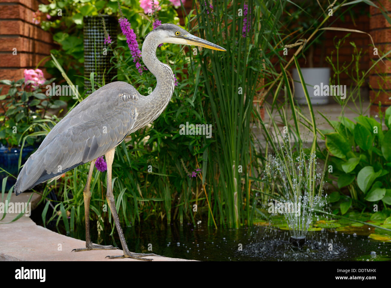 Great Blue Heron eindringenden ein dekorativer Fischteich an der Vorderseite eines Hauses Toronto Stockfoto