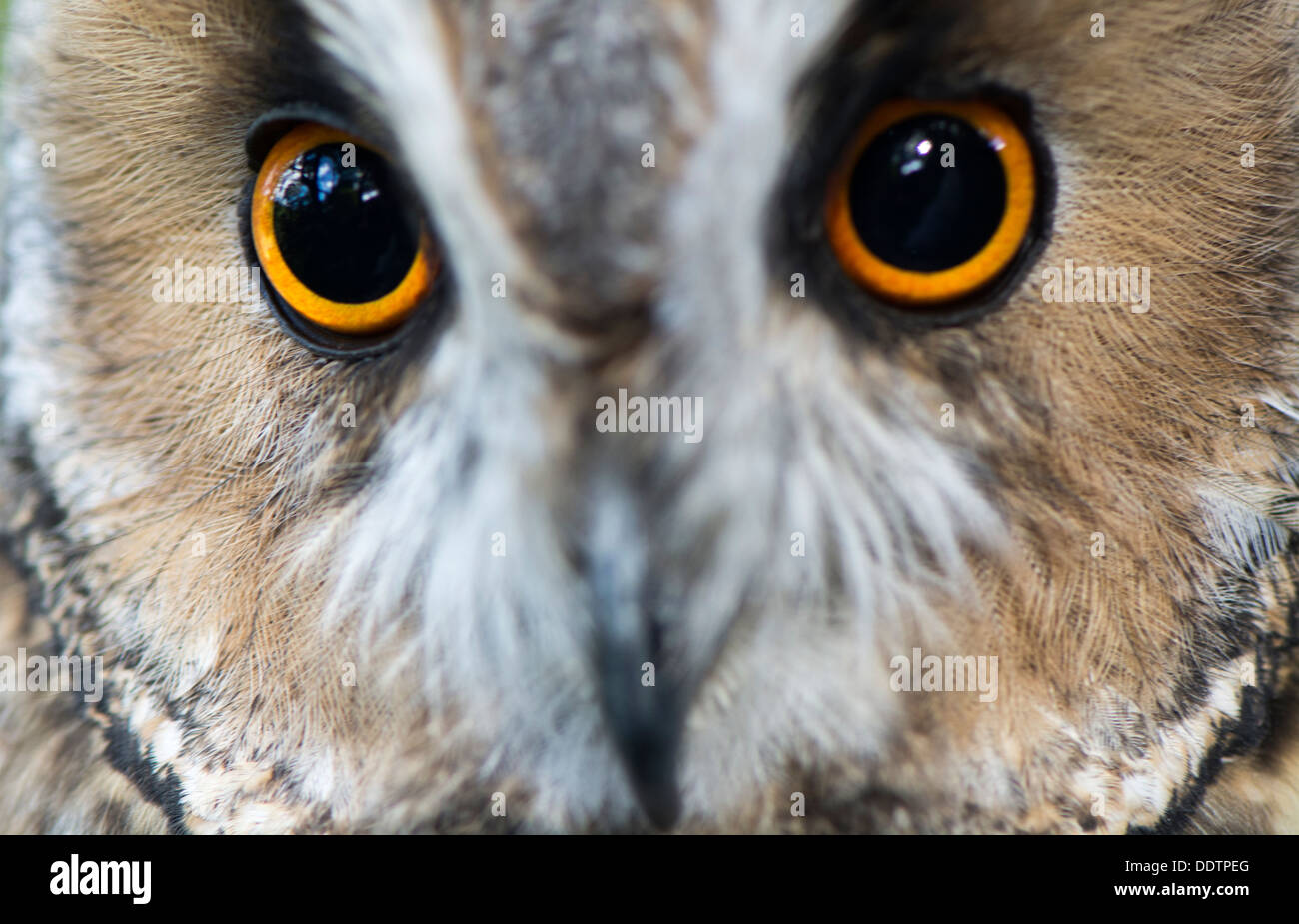 In der Nähe von Augen und Gesicht einer Gefangenschaft lange Eared Eule. ASIO Otus. Stockfoto