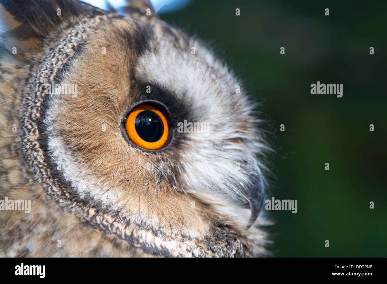 In der Nähe von Augen und Gesicht einer Gefangenschaft lange Eared Eule. ASIO Otus. Stockfoto