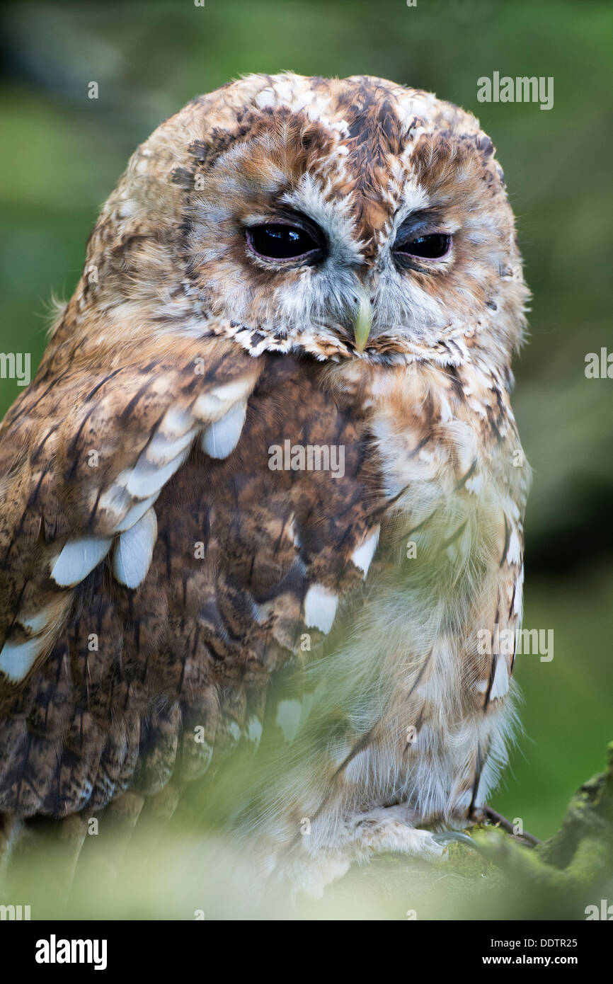 Waldkauz am Schlafplatz im Wald. Strix Aluco. Gefangener Vogel. Stockfoto