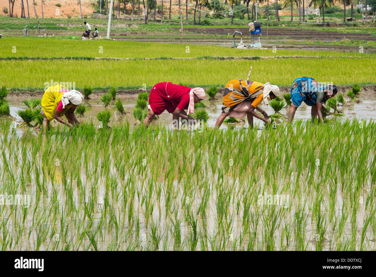 Indische Frauen junge Reis Pflanzen in einem Reisfeld. Andhra Pradesh, Indien Stockfoto