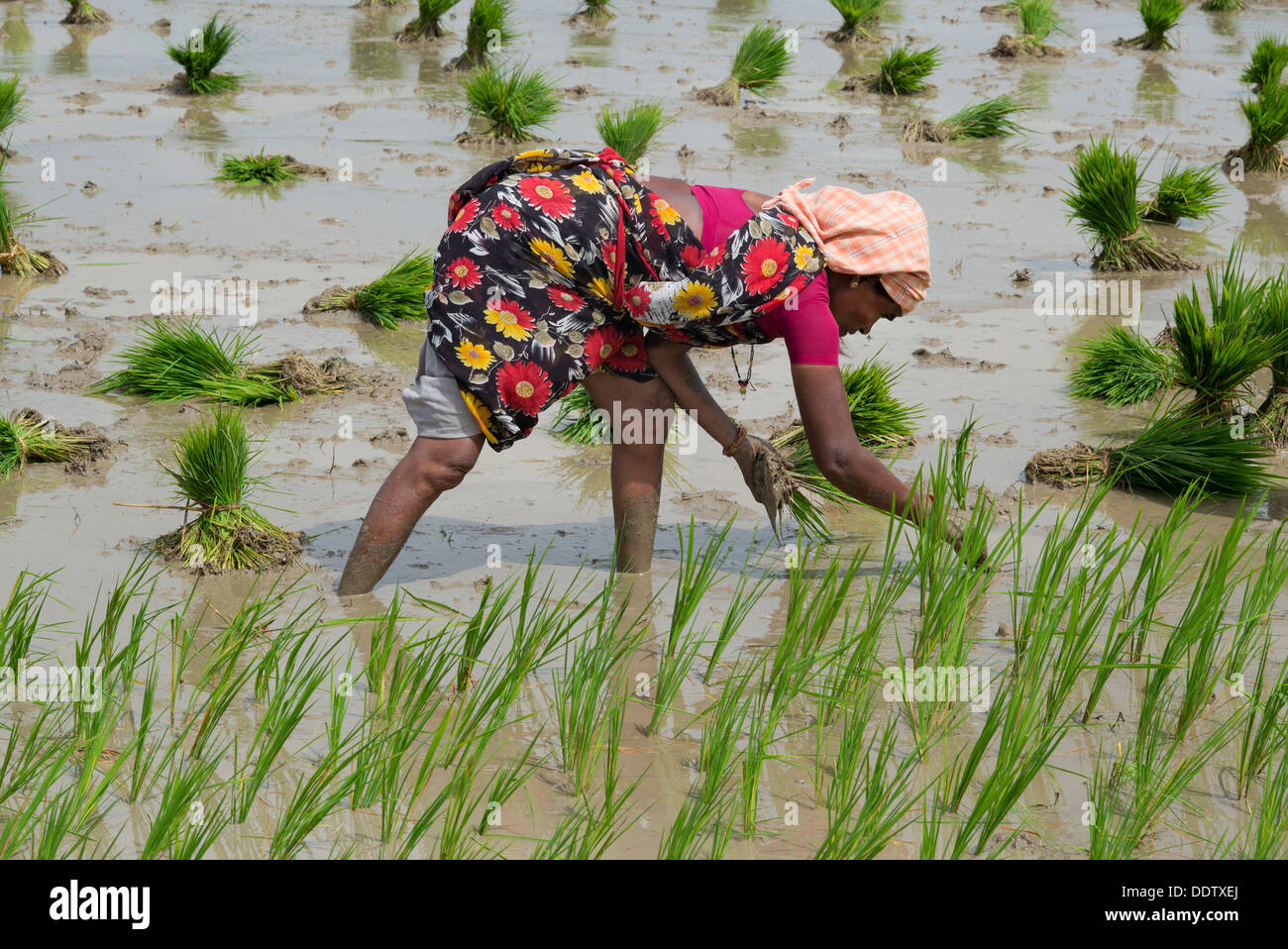 Indische Frau junge Reis Pflanzen in einem Reisfeld. Andhra Pradesh, Indien Stockfoto