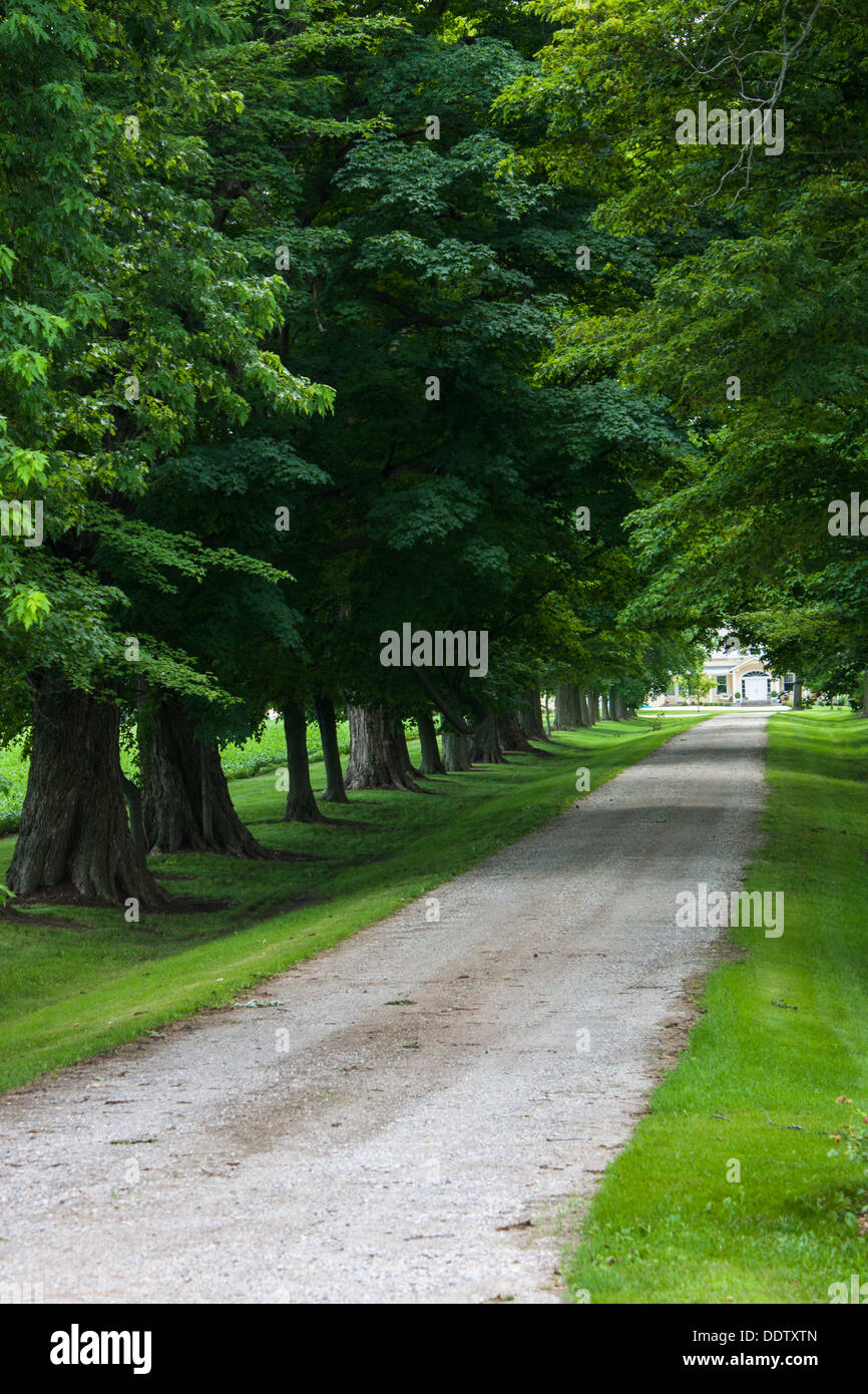 lange Kies Spur verschwindet Weg in den grünen Bäumen. Im Südwesten Ontarios Sommer Stockfoto