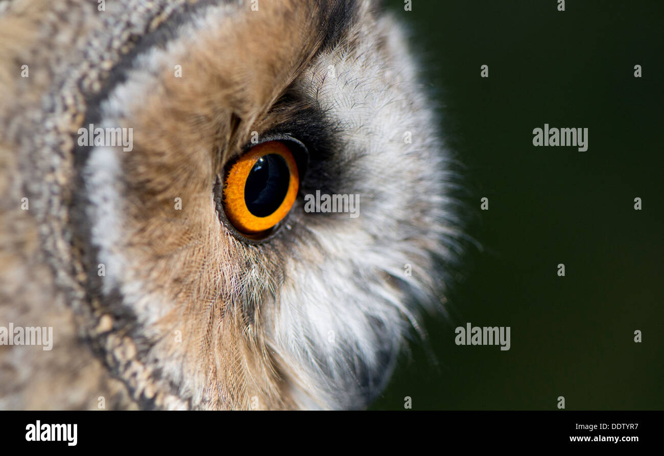 In der Nähe von Augen und Gesicht einer Gefangenschaft lange Eared Eule. ASIO Otus. Stockfoto