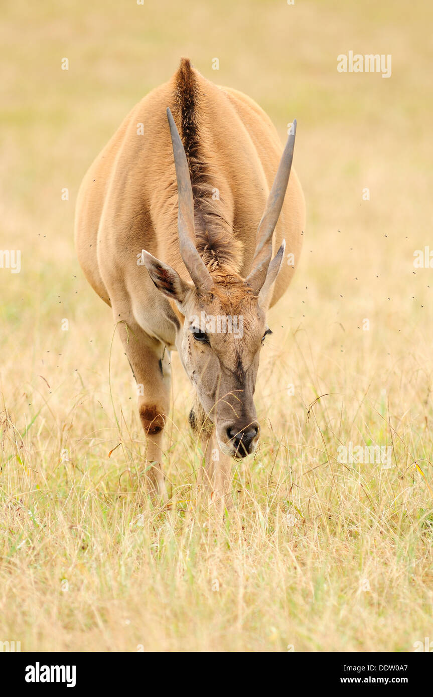 Vertikales Porträt des gemeinen Elands, Taurotragus oryx, grasen im Grasland. Stockfoto