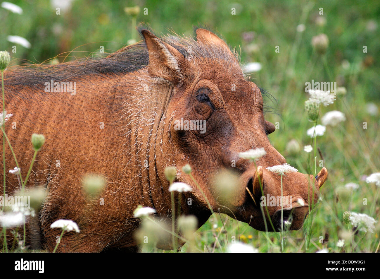 Gemeinsamen Warzenschwein, Phacochoerus Aethiopicus, im Grünland. Stockfoto