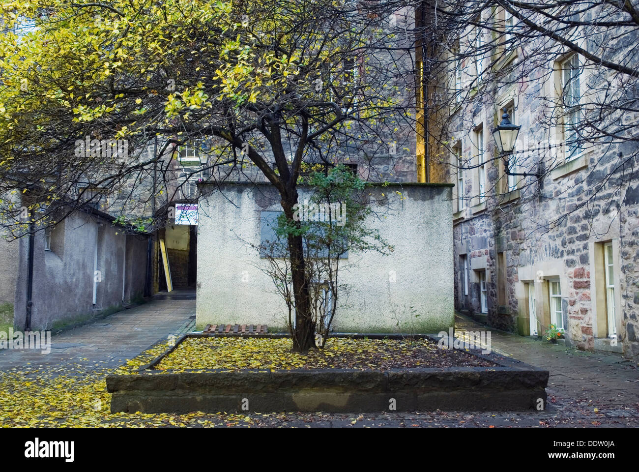 Herbst Baum im Innenhof der alten Stadt, Edinburgh, Schottland, Vereinigtes Königreich, Europa Stockfoto