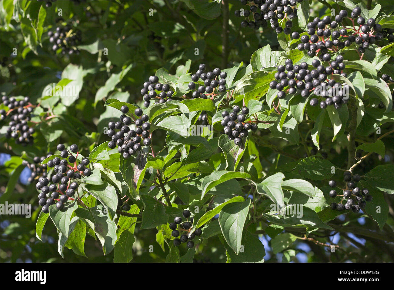 Gemeinsamen Hartriegel, Dogberry, Obst, Blutroter Hartriegel, Früchte, Cornus sanguineaund, Cornouiller Sanguin Stockfoto