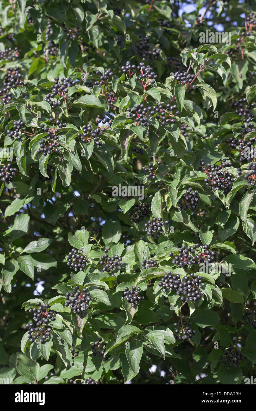 Gemeinsamen Hartriegel, Dogberry, Obst, Blutroter Hartriegel, Früchte, Cornus sanguineaund, Cornouiller Sanguin Stockfoto