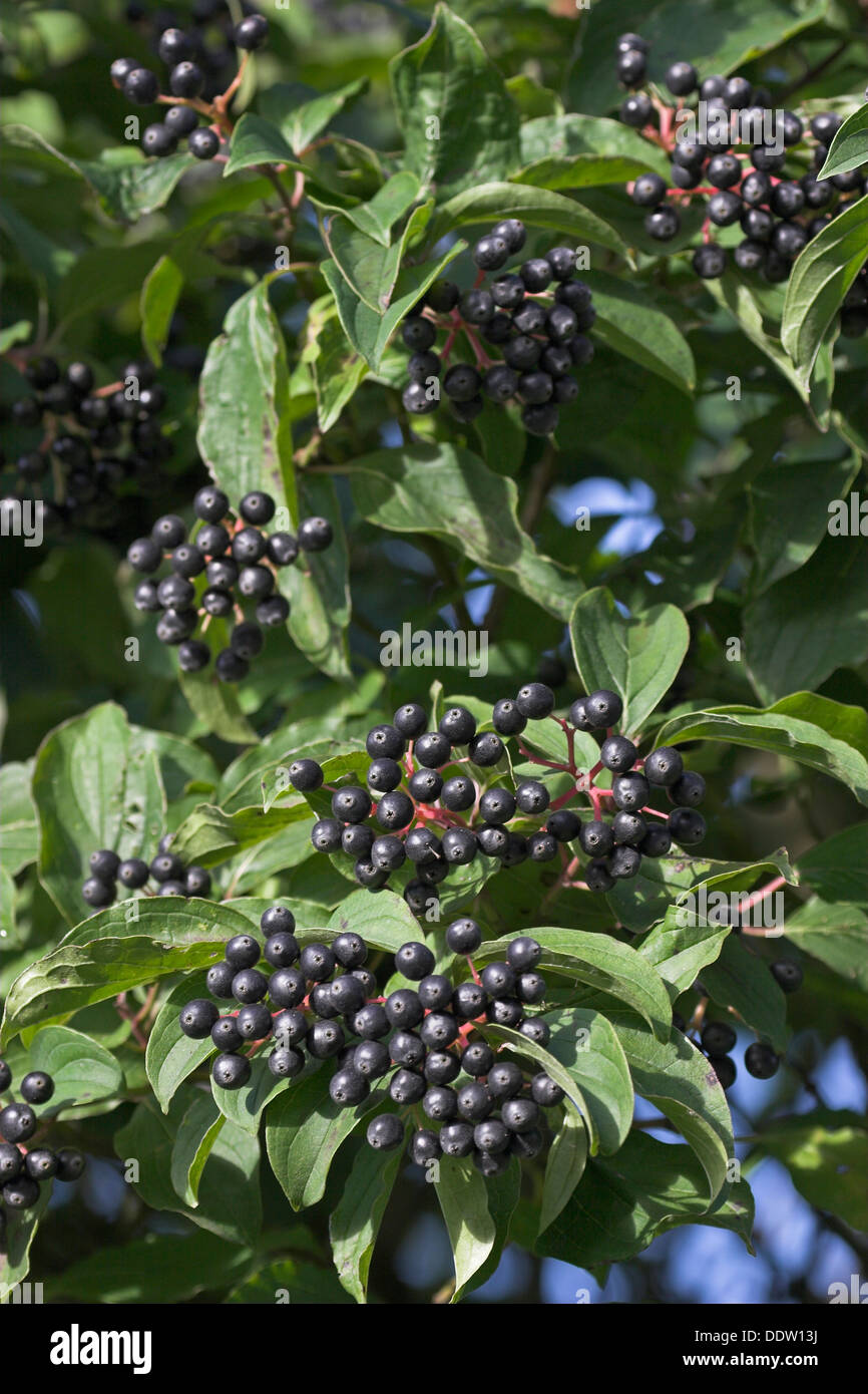 Gemeinsamen Hartriegel, Dogberry, Obst, Blutroter Hartriegel, Früchte, Cornus sanguineaund, Cornouiller Sanguin Stockfoto