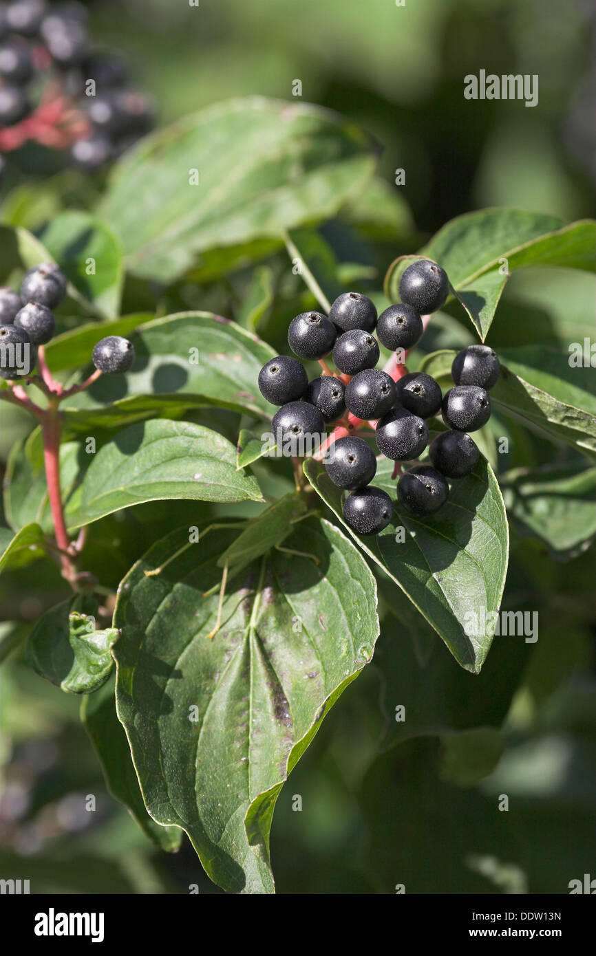 Gemeinsamen Hartriegel, Dogberry, Obst, Blutroter Hartriegel, Früchte, Cornus sanguineaund, Cornouiller Sanguin Stockfoto