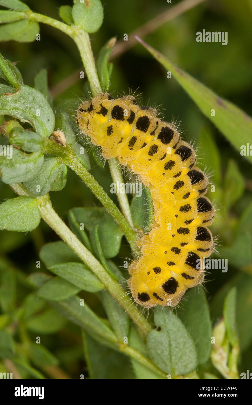 Six-spot Burnet, Caterpillar, Larven, Blutströpfchen, Sechsfleck-Widderchen, Sechsfleckwidderchen, Raupe, Zygaena Filipendulae Stockfoto