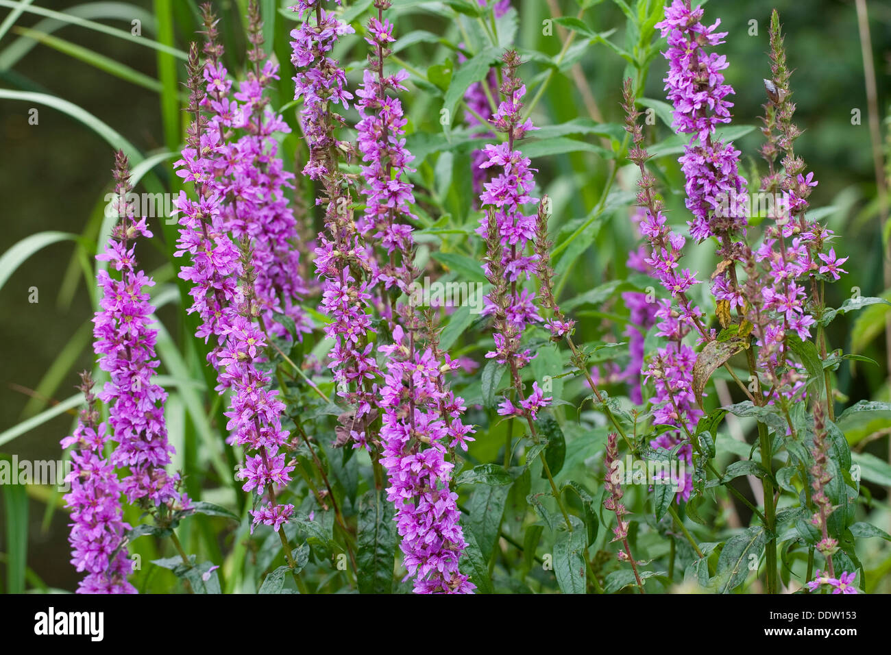 Lila, Blutweiderich, Gilbweiderich gespickt, Blutweiderich, Blut-Weiderich Lythrum Salicaria, Salicaire, Wasserpflanze, Sumpfpflanze Stockfoto