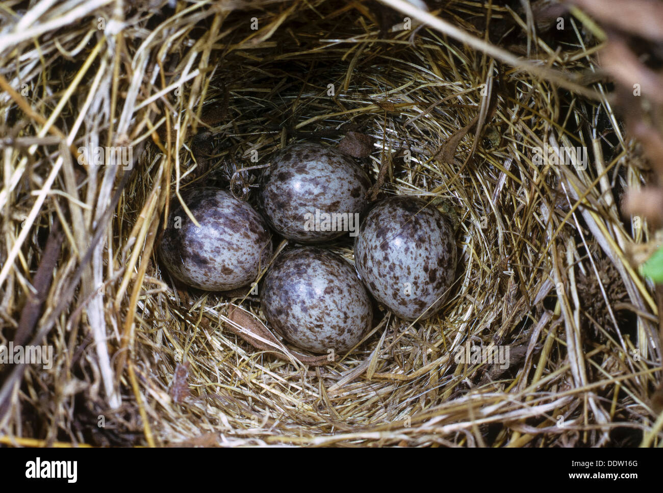 Tawny Pieper, Ei, Eiern, nest, Brachpieper, Brach-Pieper, Anthus Campestris, Ei, Eier, Gelege Im Nest Stockfoto