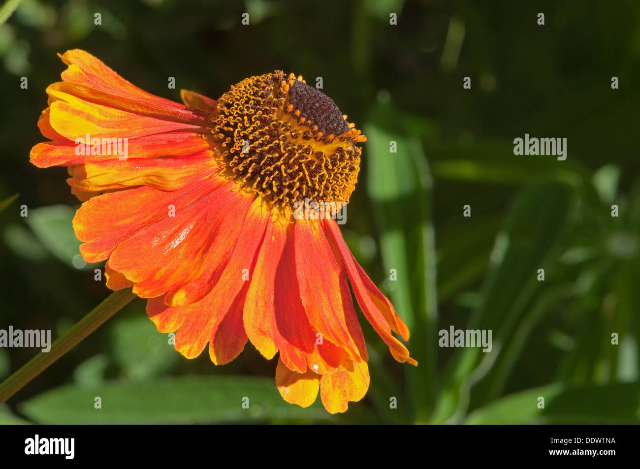 Helenium-Blume Stockfoto